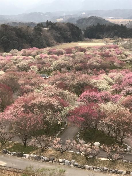 春の兆し