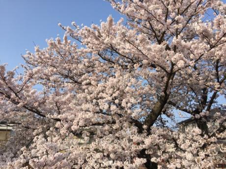 春は桜