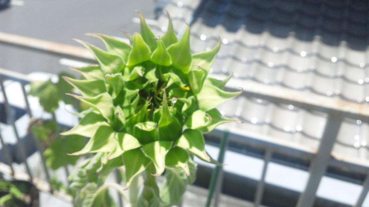 プランターにひまわりはむずかしい