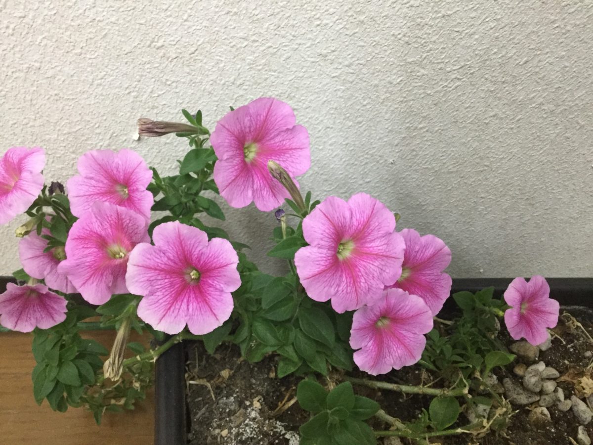 長生きです！