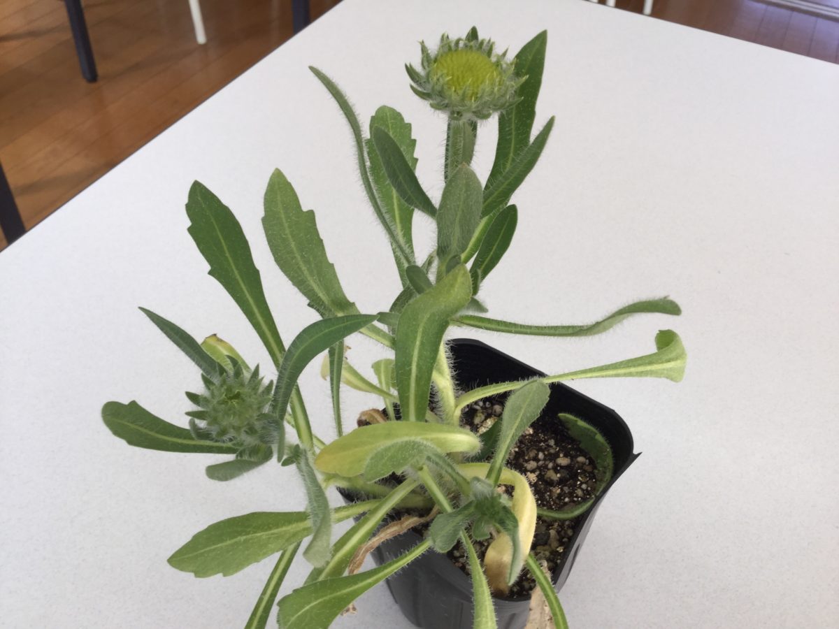 農業再開です！
